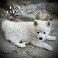 Viren - Mini Husky, a male American Eskimo and Alaskan Klee Kai for sale in Merlin, OR – 3 of 5