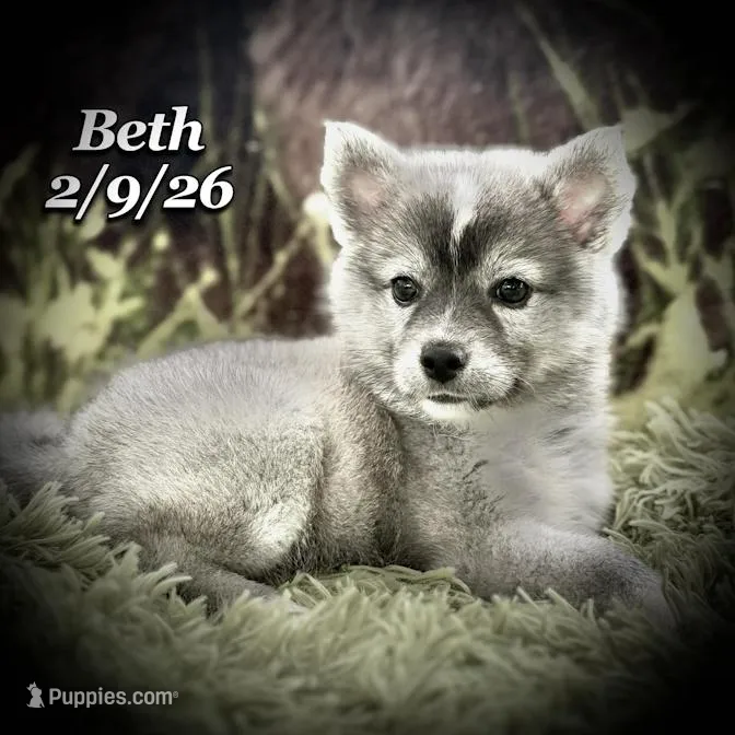 Beth - Mini Husky