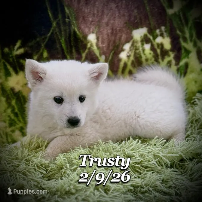 Trusty - Huskimo
