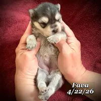 Fava - Mini Husky, a female American Eskimo and Alaskan Klee Kai for sale in Merlin, OR – 4 of 5