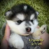 Crystelle - Mini Husky, a female American Eskimo and Alaskan Klee Kai for sale in Merlin, OR – 2 of 4