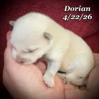 Dorian - Mini Husky, a male American Eskimo and Alaskan Klee Kai for sale in Merlin, OR – 5 of 5