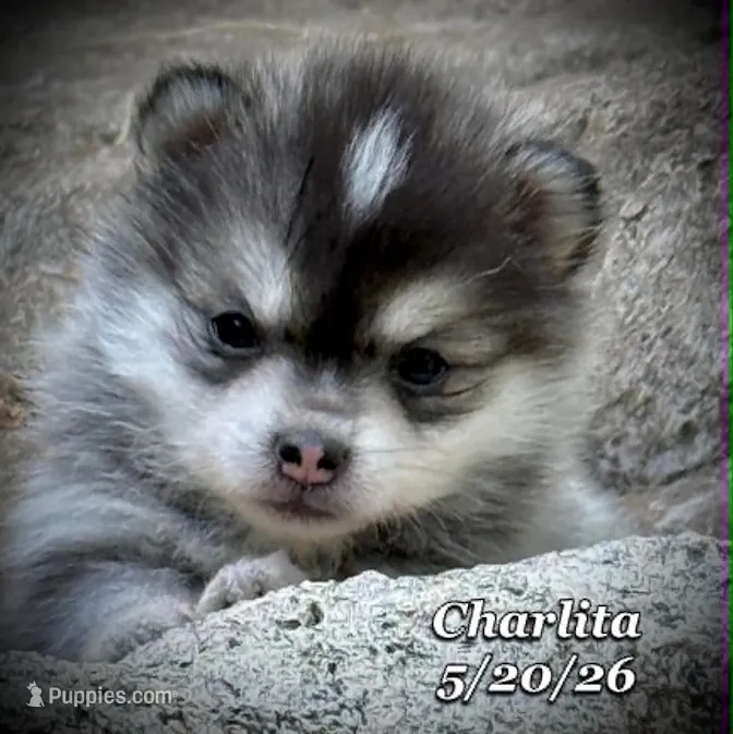 Charlita - Mini Husky  – American Eskimo, Alaskan Klee Kai puppy for sale in Merlin, OR