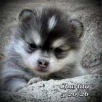 Charlita - Toy Husky , a female American Eskimo and Alaskan Klee Kai for sale in Merlin, OR – 1 of 7