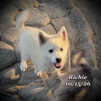 Mini Husky Blue Eye, a male American Eskimo and Alaskan Klee Kai for sale in Merlin, OR – 4 of 6