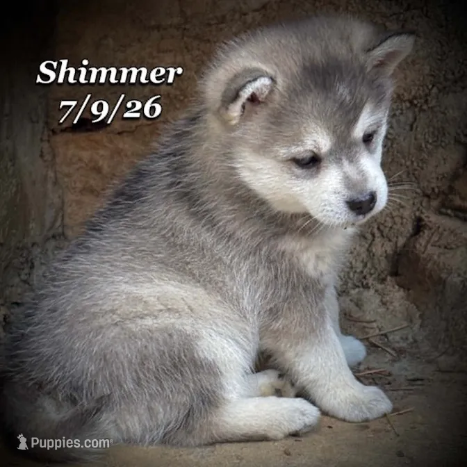 Shimmer-Mini Husky – American Eskimo, Alaskan Klee Kai puppy for sale in Merlin, OR