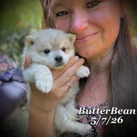 ButterBean-Mini Husky, a female American Eskimo and Alaskan Klee Kai for sale in Merlin, OR – 4 of 4