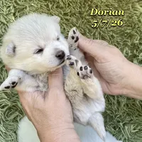 Dorian - Mini Husky, a male American Eskimo and Alaskan Klee Kai for sale in Merlin, OR – 3 of 5
