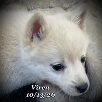 Viren - Mini Husky, a male American Eskimo and Alaskan Klee Kai for sale in Merlin, OR – 2 of 5