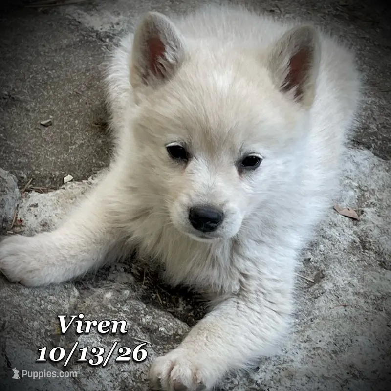 Viren - Mini Husky – American Eskimo, Alaskan Klee Kai puppy for sale in Merlin, OR