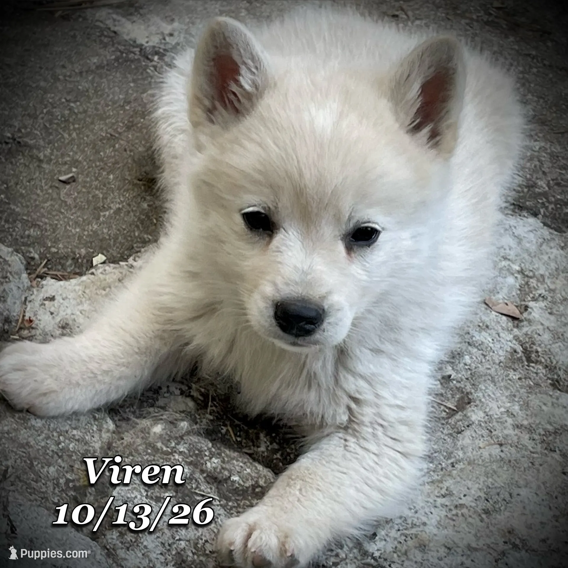 Viren - Mini Husky, a male American Eskimo and Alaskan Klee Kai for sale in Merlin, OR – 1 of 5