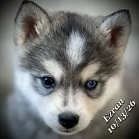 Mini Husky - Bi-Eyes, a male American Eskimo and Alaskan Klee Kai for sale in Merlin, OR – 5 of 5