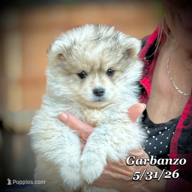 Garbanzo - Mini Husky – American Eskimo, Alaskan Klee Kai puppy for sale in Merlin, OR