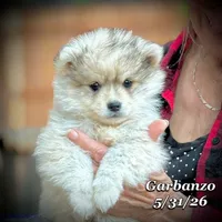 Garbanzo - Mini Husky, a male American Eskimo and Alaskan Klee Kai for sale in Merlin, OR – 1 of 7