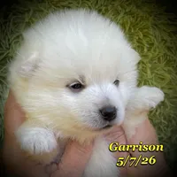 Blue Eyes - Mini Husky, a male American Eskimo and Alaskan Klee Kai for sale in Merlin, OR – 2 of 4