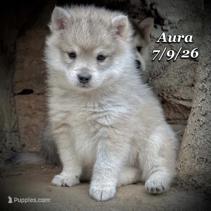 Aura-Mini Husky – American Eskimo, Alaskan Klee Kai puppy for sale in Merlin, OR