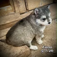 Fava - Mini Husky, a female American Eskimo and Alaskan Klee Kai for sale in Merlin, OR – 3 of 5