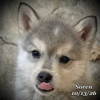 Soren - Mini Husky, a male American Eskimo and Alaskan Klee Kai for sale in Merlin, OR – 3 of 3