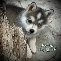 Mini Husky - Bi-Eyes, a male American Eskimo and Alaskan Klee Kai for sale in Merlin, OR – 4 of 5
