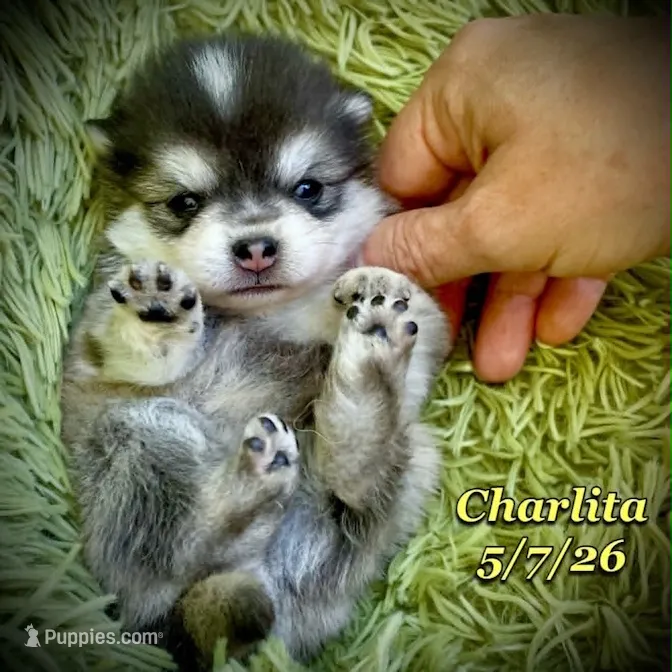 Charlita - Mini Husky  – American Eskimo, Alaskan Klee Kai puppy for sale in Merlin, OR