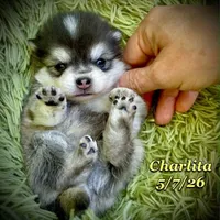 Charlita - Mini Husky , a female American Eskimo and Alaskan Klee Kai for sale in Merlin, OR – 1 of 5