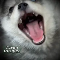 Mini Husky - Bi-Eyes, a male American Eskimo and Alaskan Klee Kai for sale in Merlin, OR – 3 of 5