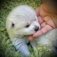 Dorian - Mini Husky, a male American Eskimo and Alaskan Klee Kai for sale in Merlin, OR – 2 of 5