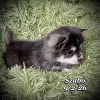 Szabo - Mini Husky, a male American Eskimo and Alaskan Klee Kai for sale in Merlin, OR – 4 of 4