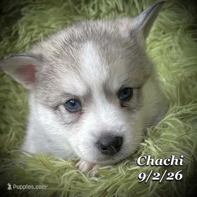 Mini Husky - Blue Eyes – American Eskimo, Alaskan Klee Kai puppy for sale in Merlin, OR