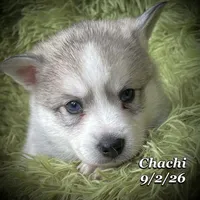 Mini Husky - Blue Eyes, a male American Eskimo and Alaskan Klee Kai for sale in Merlin, OR – 1 of 1
