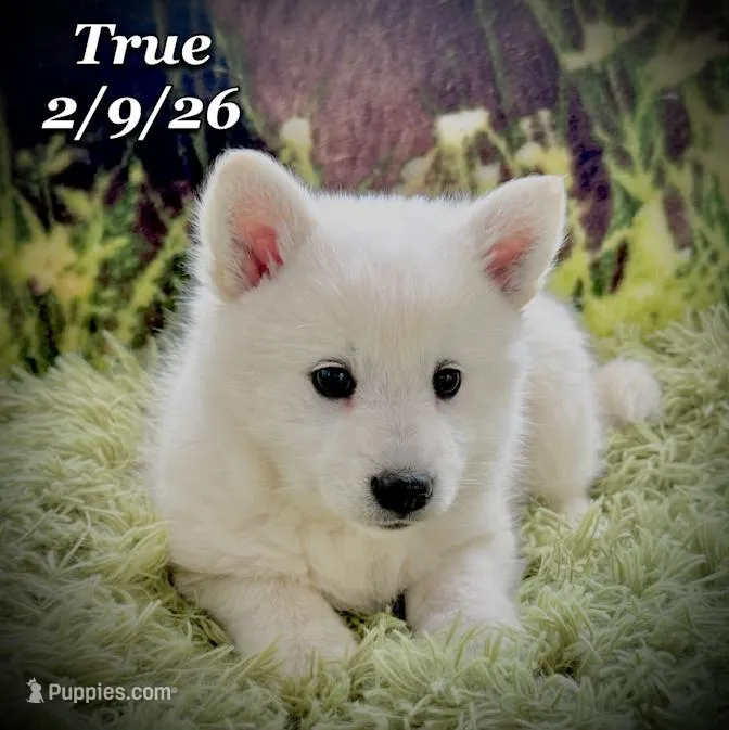 True - Huskimo