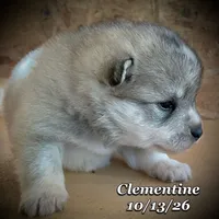 Clementine - Mini Husky, a female American Eskimo and Alaskan Klee Kai for sale in Merlin, OR – 2 of 4