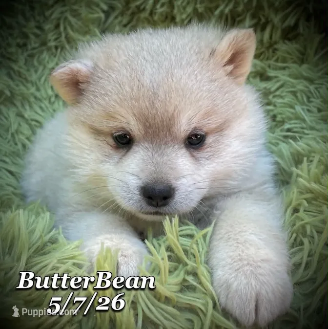 ButterBean-Mini Husky – American Eskimo, Alaskan Klee Kai puppy for sale in Merlin, OR