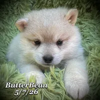 ButterBean-Mini Husky, a female American Eskimo and Alaskan Klee Kai for sale in Merlin, OR – 1 of 4