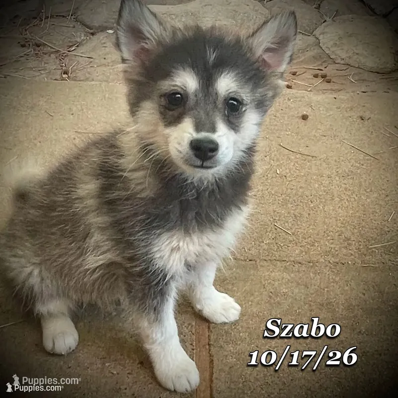 Szabo - Mini Husky – American Eskimo, Alaskan Klee Kai puppy for sale in Merlin, OR
