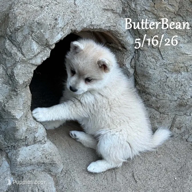 ButterBean-Mini Husky – American Eskimo, Alaskan Klee Kai puppy for sale in Merlin, OR