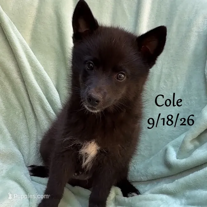 Cole-Mini Husky – American Eskimo, Alaskan Klee Kai puppy for sale in Merlin, OR