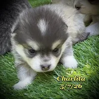 Charlita - Mini Husky , a female American Eskimo and Alaskan Klee Kai for sale in Merlin, OR – 3 of 5