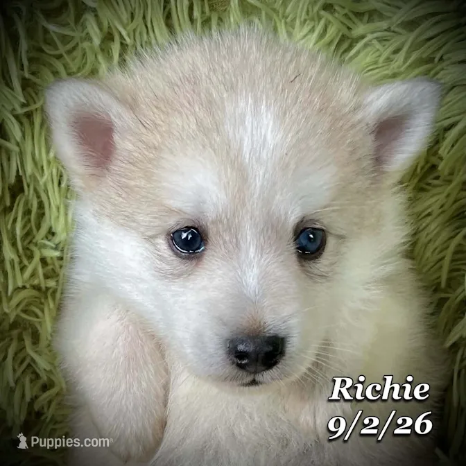 Richie - Mini Husky – American Eskimo, Alaskan Klee Kai puppy for sale in Merlin, OR