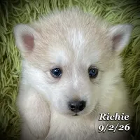 Richie - Mini Husky, a male American Eskimo and Alaskan Klee Kai for sale in Merlin, OR – 1 of 1