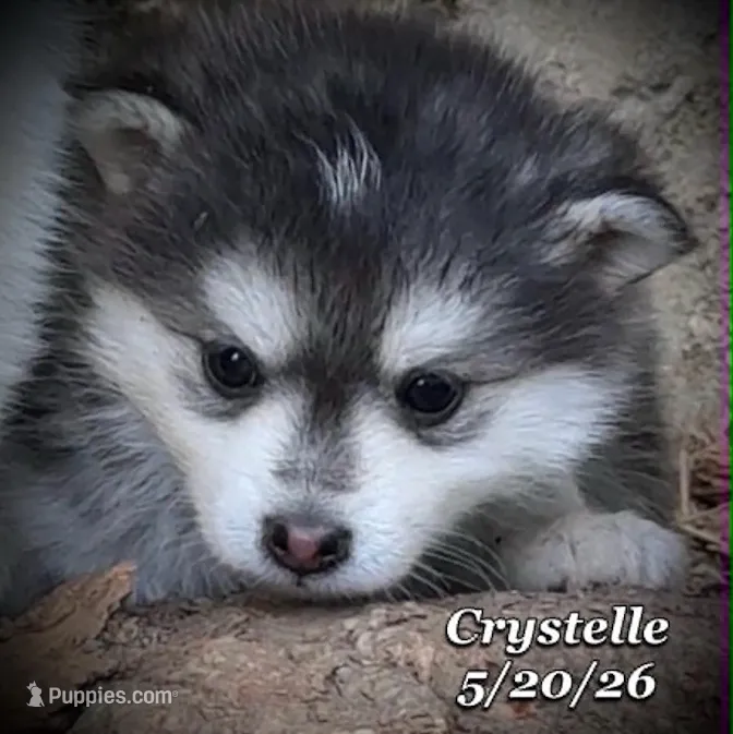 Crystelle - Mini Husky – American Eskimo, Alaskan Klee Kai puppy for sale in Merlin, OR