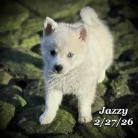 Jazzy - Mini Husky Blue Eyes, a female American Eskimo and Alaskan Klee Kai for sale in Merlin, OR – Photo 5 of 6