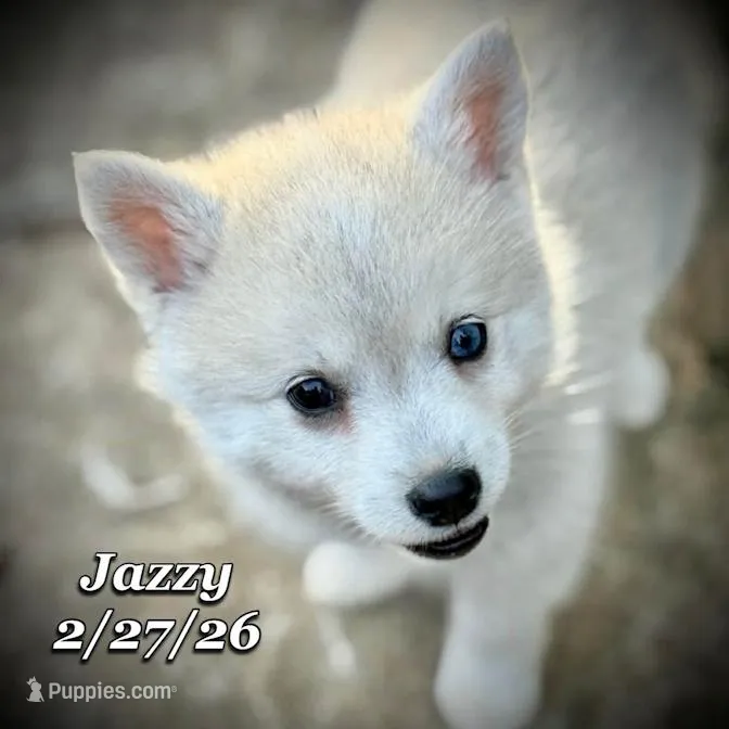 Jazzy - Mini Husky Blue Eyes – American Eskimo, Alaskan Klee Kai puppy for sale in Merlin, OR