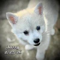 Jazzy - Mini Husky Blue Eyes, a female American Eskimo and Alaskan Klee Kai for sale in Merlin, OR – Photo 1 of 6