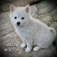 Jazzy - Mini Husky Blue Eyes, a female American Eskimo and Alaskan Klee Kai for sale in Merlin, OR – Photo 6 of 6