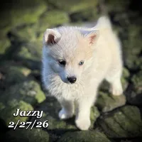 Jazzy - Mini Husky Blue Eyes, a female American Eskimo and Alaskan Klee Kai for sale in Merlin, OR – Photo 4 of 6