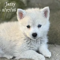 Jazzy - Mini Husky Blue Eyes, a female American Eskimo and Alaskan Klee Kai for sale in Merlin, OR – Photo 2 of 6
