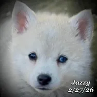 Jazzy - Mini Husky Blue Eyes, a female American Eskimo and Alaskan Klee Kai for sale in Merlin, OR – Photo 3 of 6