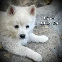 Viren - Mini Husky, a male American Eskimo and Alaskan Klee Kai for sale in Merlin, OR – 4 of 5