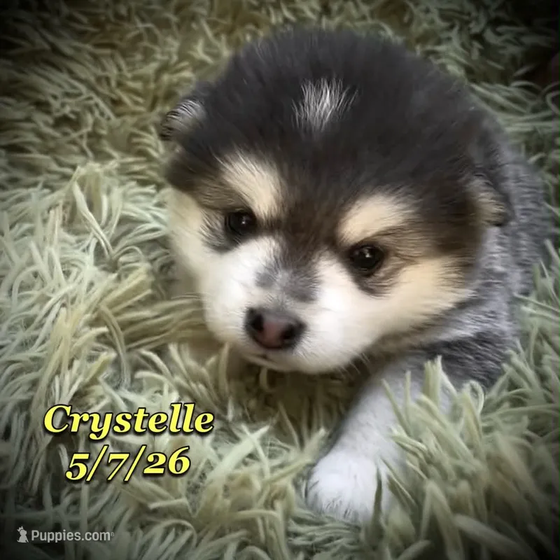 Crystelle - Mini Husky – American Eskimo, Alaskan Klee Kai puppy for sale in Merlin, OR